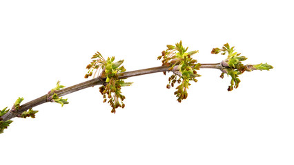 Young branches of a maple tree on isolated background.