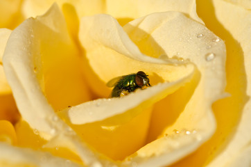 Green Fly Hiding in the Gentle Folds of the Delicate Yellow Rose