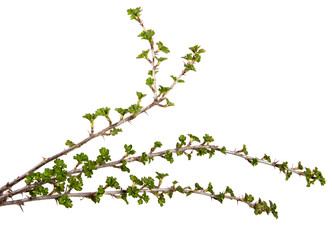 On an isolated white background a branch of a currant bush with young green leaves