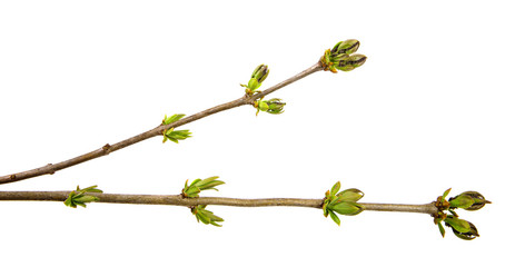 Young branch of lilac bush on isolated background.