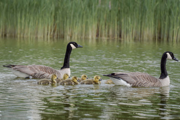 Gosling baby goose close-up