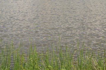 pond water surface with small waves