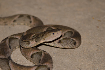 Bothrops moojeni