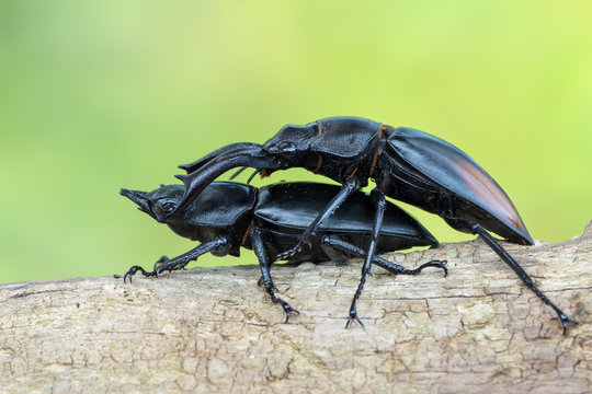 Fighting Giant Stag Beetle - Hexarthrius parryi