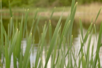 cane on the lake close