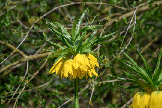 Imperialis Fritillaria Yellow Imperial Lily