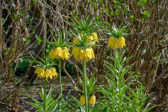 Fototapeta Imperialis Fritillaria Yellow imperial Lily
