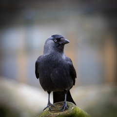 Western jackdaw