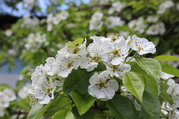 Flowers bloomed on the pear