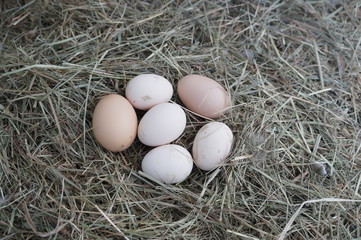sechs Eier im Heu Huhnereier