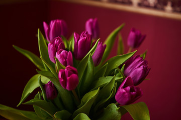 A lilac tulip bud. Macro/Unopened lilac tulip bud close-up. Russia, Moscow, holiday, gift, mood, nature, flower, plant, bouquet, macro