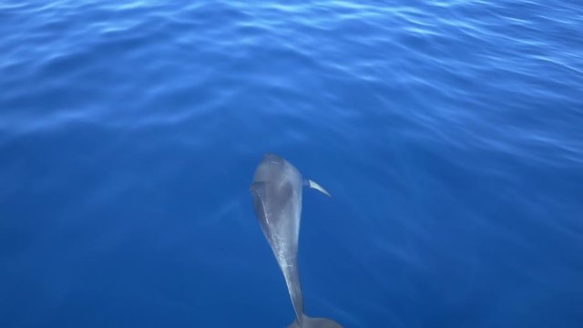 Single common dolphin in perfectly blue ocean, slow motion