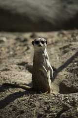 Fototapeta premium The meerkat or suricate (Suricata suricatta)