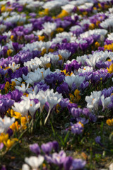 Different colored crocuses growing on a meadow in the sunshine