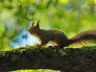 Eichhörnchen in der Morgensonne - Squirrel in the morning sun