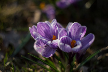  Violet white crocus with yellow stamen in the middle closeup