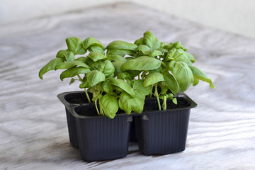 Fresh basil plants in a plastic pots on wood background. Seedlings of green basil