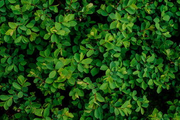 Fototapeta na wymiar Texture macrophotgraphy of green leaves on the dark background