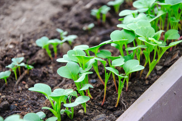 Young radish sprouts in greenhouse
