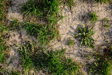 Close up macrophotograpy texture of fresh green grass on the sand