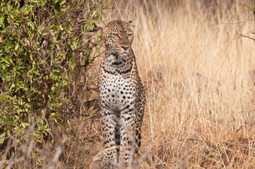 Female Leopard in Samburu Kenya