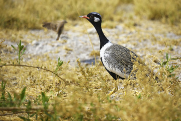 Northern black korhaan in Etosha NP, Namibia