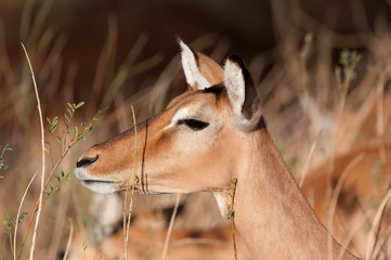 Female Impala