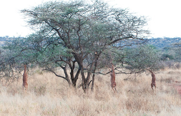 Gerennuk grazing in a tree like Giraffe 