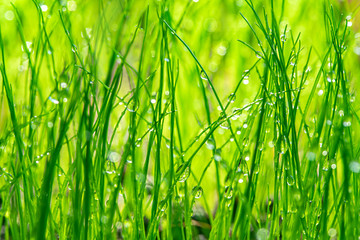 Fototapeta na wymiar Wet green grass