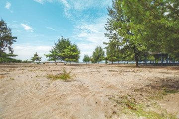 Pine Tree at Tropical Beach