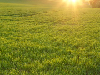 Plakat grüne Wiese im Abendrot, saftiges Feld beim Sonnenaufgang