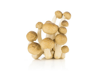 Fototapeta na wymiar Brown beech mushrooms some Shimeji isolated on white background.