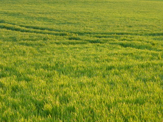 Grasfläche Hintergrund, grünes Feld, sonnige Wiese