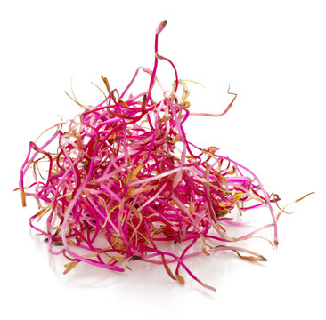 bunch of sprouted seeds of beetroot