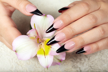 Obraz na płótnie Canvas Hands with long artificial black french manicured nails holding a lily flower