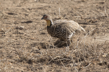 Yellow-necked Spurfowl who digs the ground in search of food in the savanna among the dry grass
