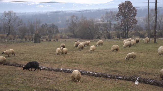 Flock of sheep grazing on a field 