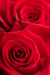 Close up of red roses