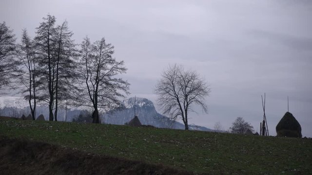 Trees on a hill 