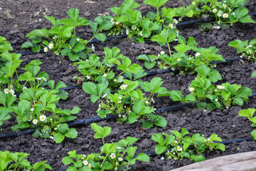 Plants of blossoming strawberries on beds in spring garden. Flowering green strawberry bushes with white flowers on beds with drip irrigation.
