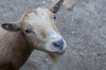 Smiling Goat