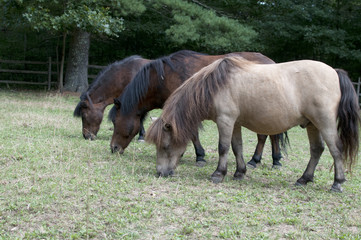Fototapeta premium Three Mini Horses in a Row