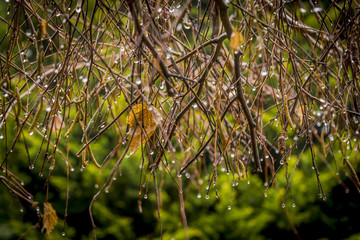 Brown wet branches of willow tree after rain. Raindrops on branches in spring garden, blurred green pine trees in background.