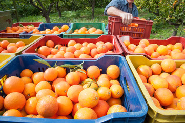 Colored fruit boxes full of tarocco oranges in an orange grove during harvest season in Sicily