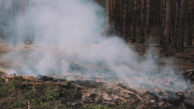 Forest fire, sawn trees burn and smoke after wood deforestation, destruction of trees