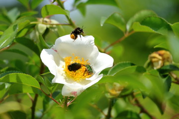 白バラに集まる虫