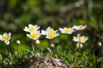  Mountain avens (dryas octopetala) or white dryas, botanical garden in Berlin Dahlem