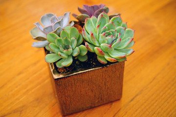 A decorative pot planted with green rosettes of succulents