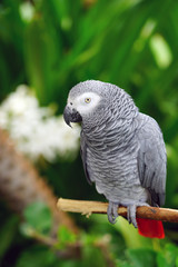 A gray cockatoo bird with a red tail and black beak