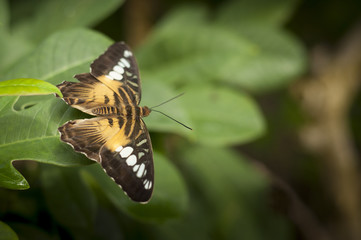 Closeup of Black and Orange Butterfly on a Leaf with Antenna